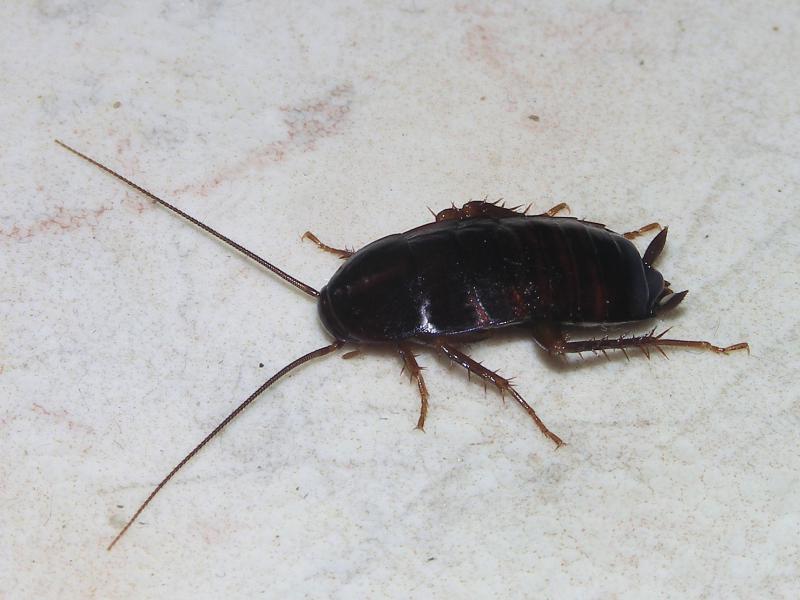 Cockroach Treatment in Karachi