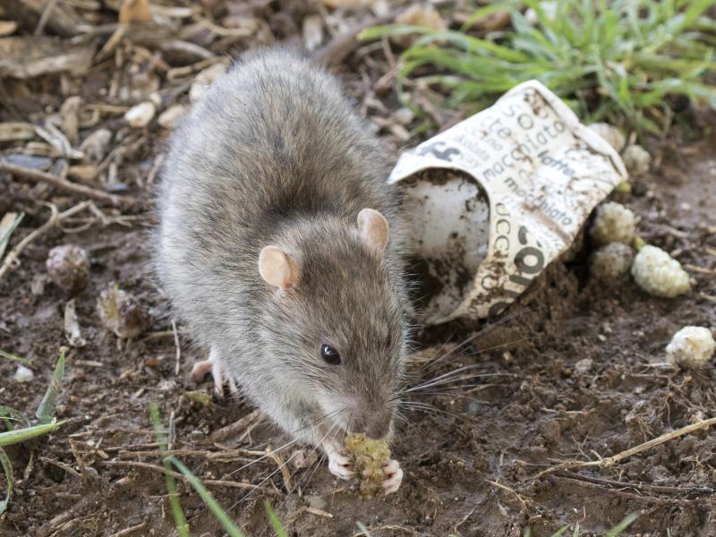 Rodent Control in Karachi