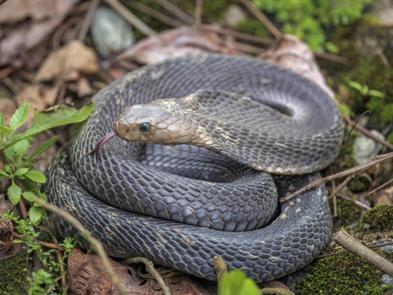 Snake Control in Karachi
