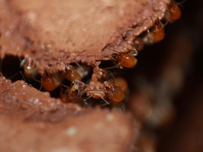 Termite Control in Karachi