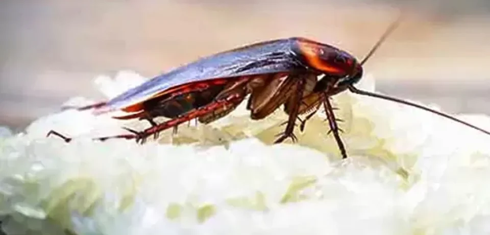 Cockroaches-Treatments