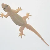 Lizard-Treatment-in-Karachi
