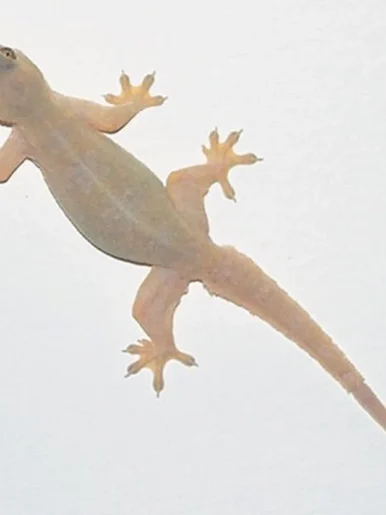 Lizard-Treatment-in-Karachi