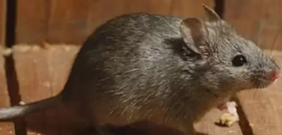 Rodent-Control